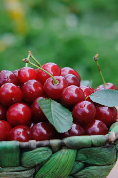 Cesta de cerezas frescas y maduras en la mesa de madera del jardín — Foto de Stock