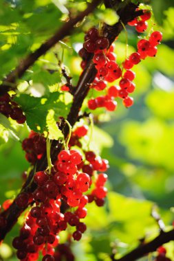 Frenk üzümü çilek yaz güneş ışınları