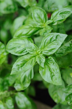 taze baharat ve otlar Bahçe. Yeşil fesleğen