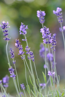 Taze baharat ve otlar bahçede. Taze lavanta