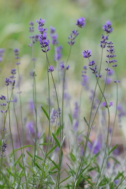 Taze baharat ve otlar bahçede. Taze lavanta