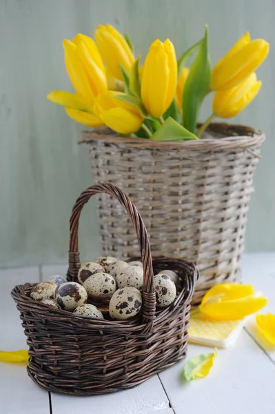 Easter quail eggs in the basket and yellow tulips on painted background — Stock Photo, Image