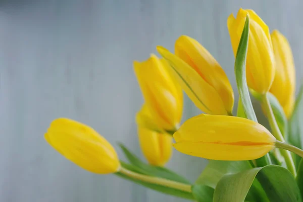 Hermosos tulipanes amarillos sobre fondo pintado —  Fotos de Stock