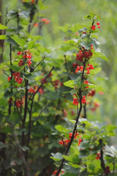 Bahçede kırmızı frenk üzümü