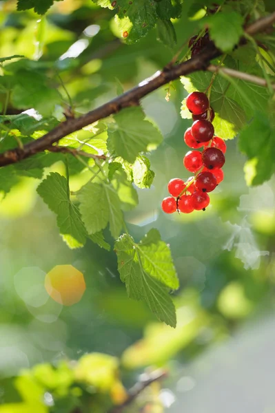 Rote Johannisbeeren im Sommer Sonnenstrahlen — Stockfoto