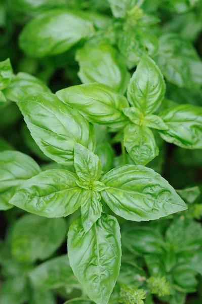 Especias frescas y hierbas en el jardín. Albahaca verde — Foto de Stock