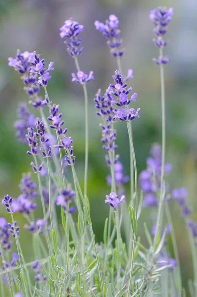 Fresh spice and herbs in the garden. Fresh lavender — Stock Photo, Image