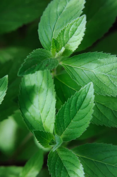 Menta fresca. Especias y hierbas en el jardín . —  Fotos de Stock