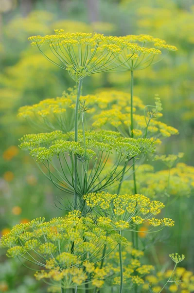 Frische Gewürze und Kräuter im Garten. Dillfeld — Stockfoto