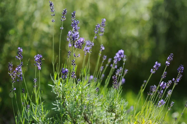 Especias frescas y hierbas en el jardín. Lavanda fresca — Foto de Stock