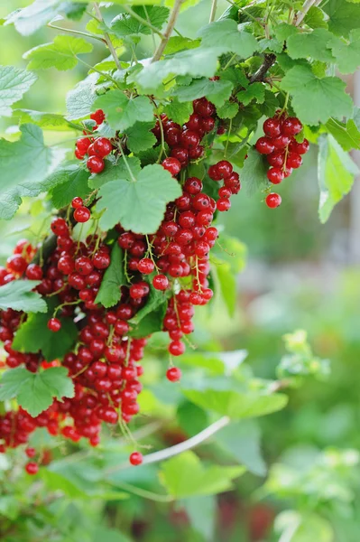 Rote Johannisbeeren im Garten — Stockfoto