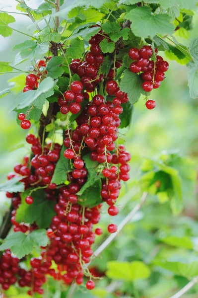 Grosellas rojas en el jardín — Foto de Stock