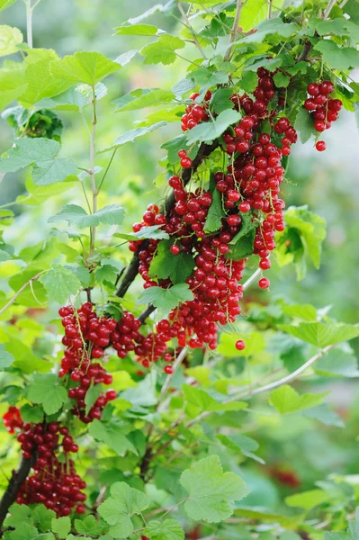 Rote Johannisbeeren im Garten — Stockfoto