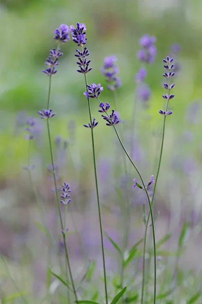 Especias frescas y hierbas en el jardín. Lavanda fresca —  Fotos de Stock