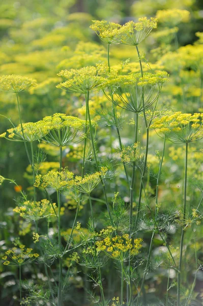 Especiarias frescas e ervas no jardim. Campo de dill — Fotografia de Stock