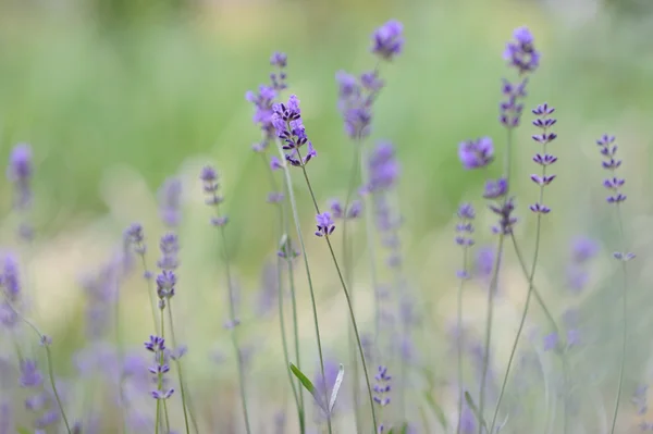 Fresh spice and herbs in the garden. Fresh lavender — Stock Photo, Image