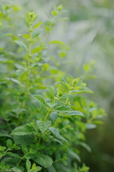 Minze im Gemüsegarten — Stockfoto