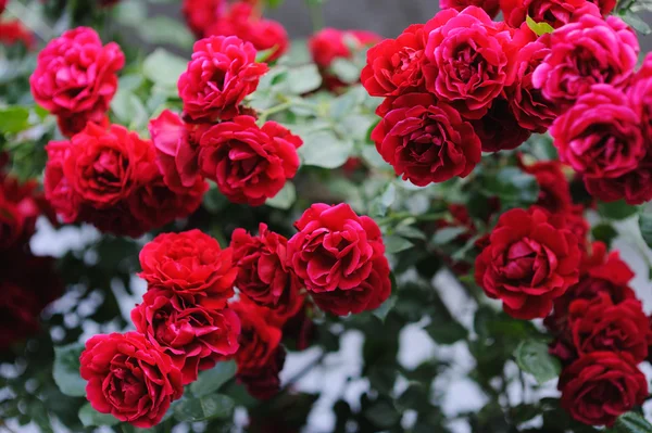 Piękny kwitnący czerwona róża krzewy w ogrodzie — Zdjęcie stockowe