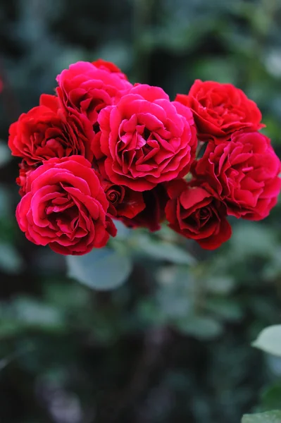 Bella fioritura cespugli di rose rosse in giardino — Foto Stock