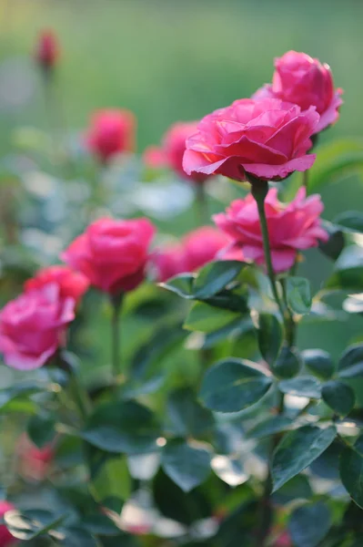 Schön blühende rote Rosensträucher im Garten — Stockfoto