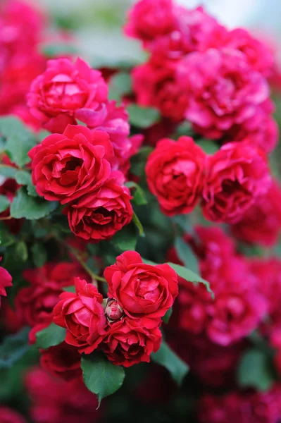 Beaux rosiers rouges fleuris dans le jardin — Photo