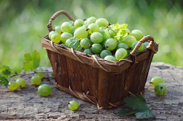 Fresh green gooseberries in a wooden basket outdoor — Stock Photo, Image