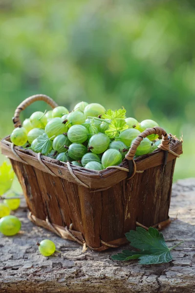 Verse groene kruisbessen in een houten mandje buiten — Stockfoto