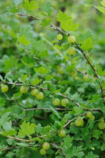 Frische grüne Stachelbeeren auf einem Zweig im Garten — Stockfoto