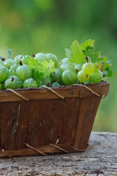 Uva spina verde fresca in un cesto di legno all'aperto — Foto Stock