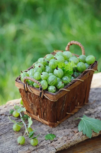 Frische grüne Stachelbeeren in einem Holzkorb im Freien — Stockfoto