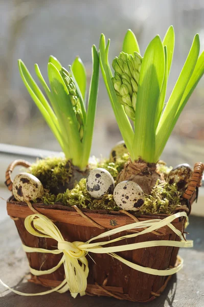 Easter Holiday Composition Hyacinth Flowers Quail Eggs Basket Window — Stock Photo, Image