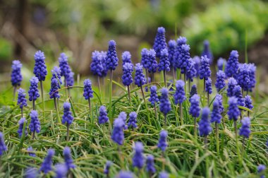 Ufuk bahar bahçe içinde güzel muscari sümbül