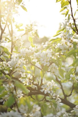 Bahçede çiçek meyve ağacının dalını
