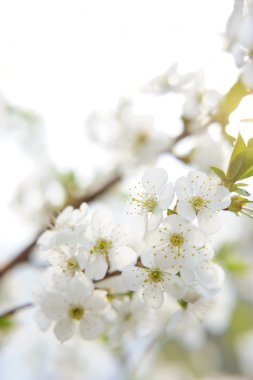 Bahçede çiçek meyve ağacının dalını