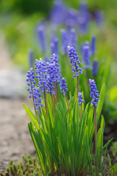 Beautiful Muscari Hyacinth Defocused Spring Garden — Stock Photo, Image
