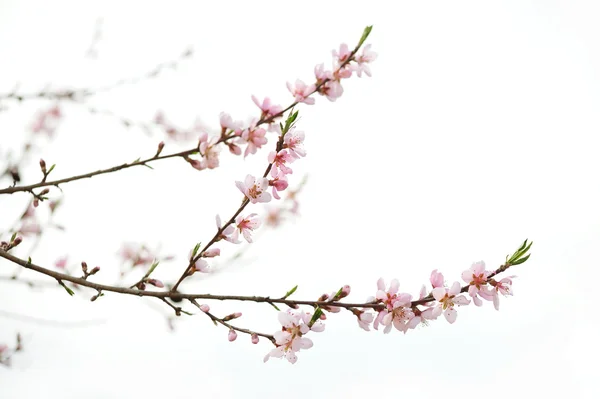 Bahçede Çiçek Meyve Ağacının Dalını — Stok fotoğraf