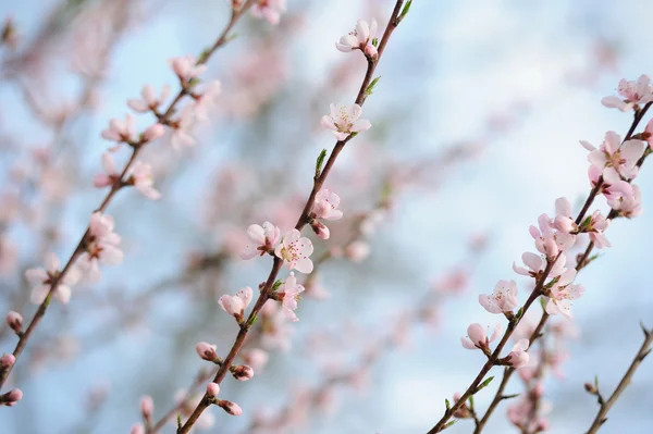 Zweig Eines Blühenden Obstbaums Garten — Stockfoto