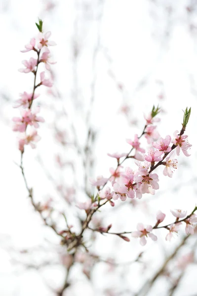 Gałąź Kwiat Owoc Drzewa Ogrodzie — Zdjęcie stockowe