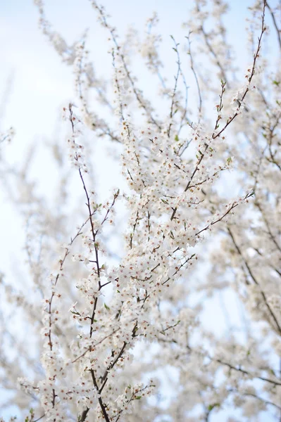 Ramo Albero Frutto Fiore Nel Giardino — Foto Stock