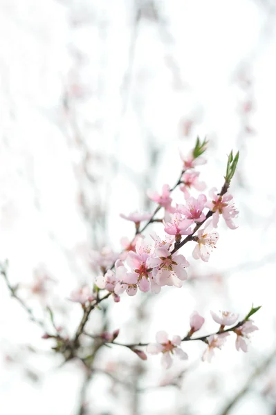 Branche Arbre Fruitier Fleurs Dans Jardin — Photo