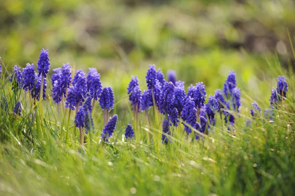 Schöne Muscari Hyazinthe Einem Defokussierten Frühlingsgarten — Stockfoto