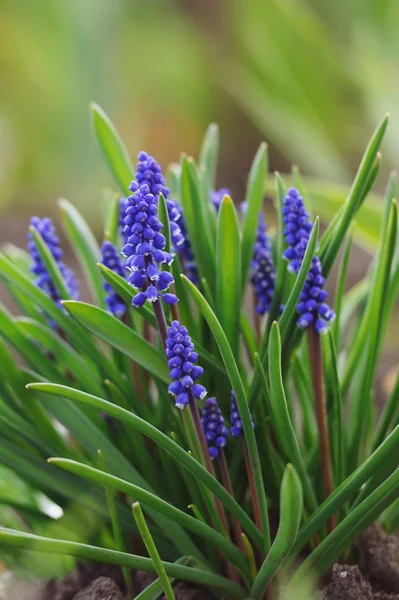 Schöne Muscari Hyazinthe Einem Defokussierten Frühlingsgarten — Stockfoto