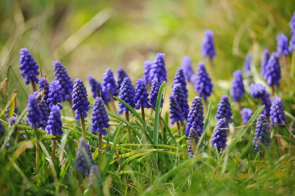 Belle Jacinthe Muscari Dans Jardin Printanier Déconcentré — Photo