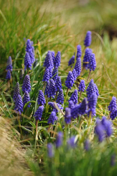 Belle Jacinthe Muscari Dans Jardin Printanier Déconcentré — Photo