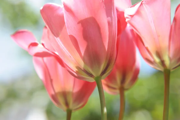 Vackra Blommande Rosa Tulpaner Trädgården — Stockfoto