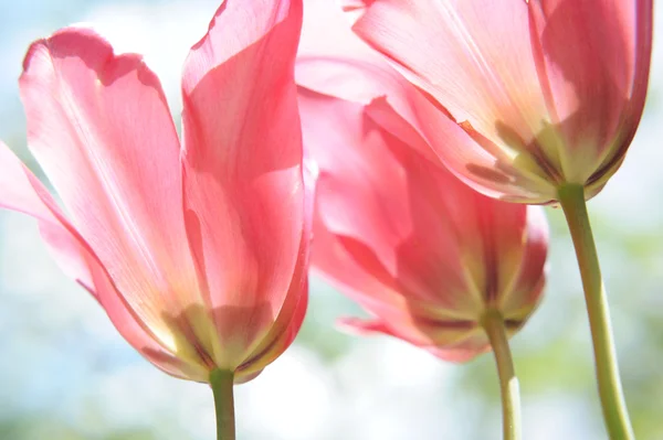 Vackra Blommande Rosa Tulpaner Trädgården — Stockfoto