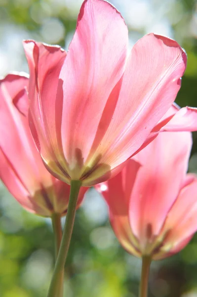 Vackra Blommande Rosa Tulpaner Trädgården — Stockfoto