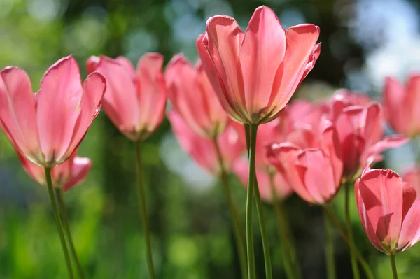 Beautiful Blooming Pink Tulips Garden — Stock Photo, Image