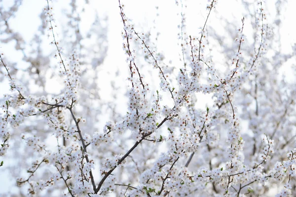 Gren Blossom Fruktträd Trädgården Stockbild