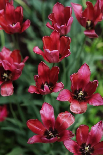 Belle Floraison Tulipes Roses Dans Jardin Photo De Stock